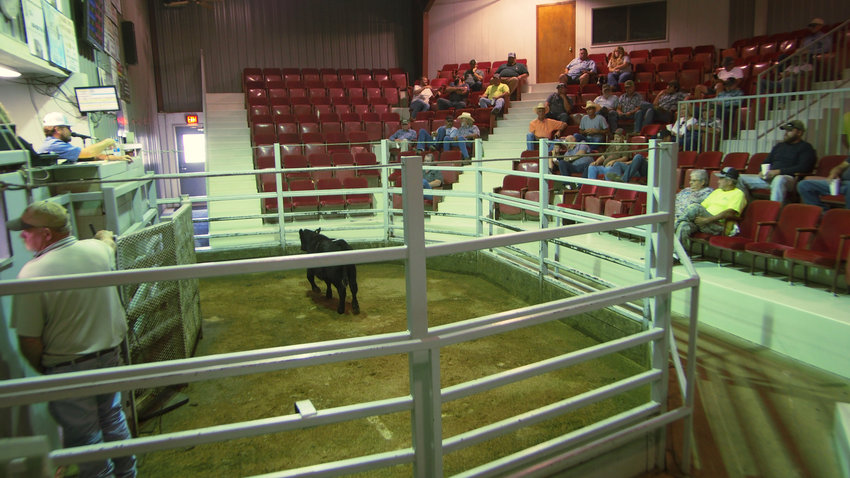 Central Sales hosts final cattle auction Sedalia Democrat